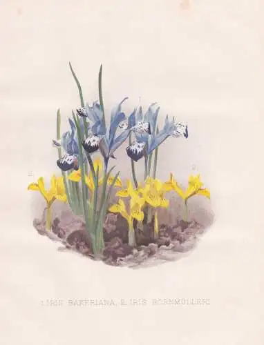 1. Iris Bakeriana / 2. Iris Bornmülleri - Schwertlilie / flowers Blumen flower Blume / botanical Botanik Bota