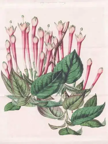 Fuchsia Macrantha - Peru / Fuchsien Fuchsie / flower Blume flowers Blumen / Pflanze Planzen plant plants / bot