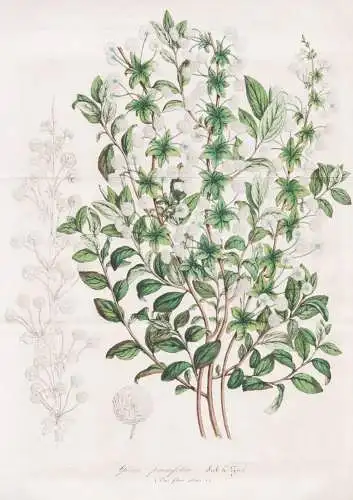 Spiraea prunifolia - Bridal-wreath / Himalaya / flower Blume flowers Blumen / Pflanze Planzen plant plants / b