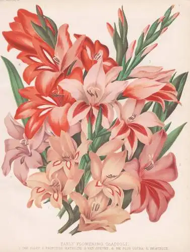 Early Flowering Gladioli - Gladiolen Schwertblume sword lily / flowers Blumen flower Blume / botanical Botanik
