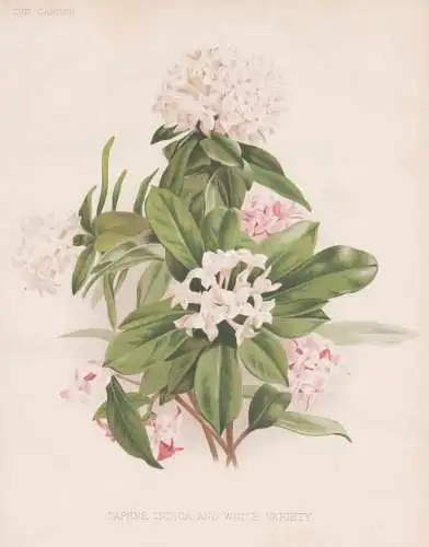 Daphne indica and white variety - Seidelbast mezereon / China Indien India / flower Blume flowers Blumen / Pfl