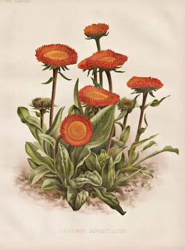 Erigeron Aurantiacus - Orangefarbenes Berufkraut / Asia Asien / flowers Blumen flower Blume / botanical Botani