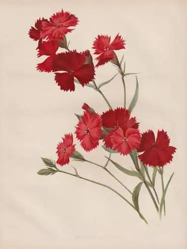 Dianthus atkinsoni - Nelke carnation Nelken / flower Blume flowers Blumen / Pflanze Planzen plant plants / bot