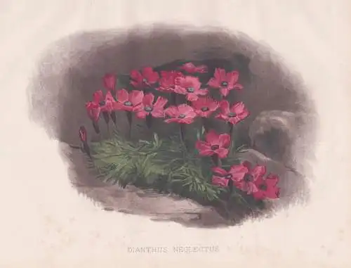 Dianthus Neglectus - Nelke carnation Nelken / flowers Blumen flower Blume / botanical Botanik Botany / Pflanze