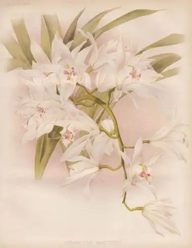 Cymbidium Mastersi - orchid Orchidee / East Indies / flowers Blumen flower Blume / botanical Botanik Botany /