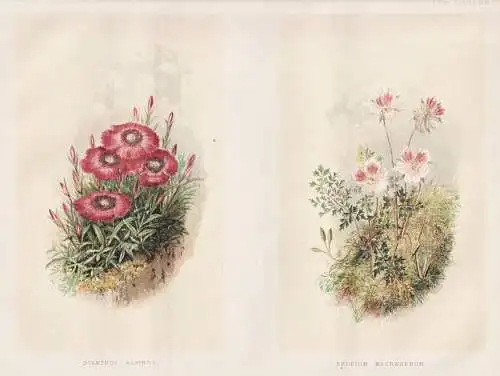 Dianthus Alpinus / Erodium Macradenum - Alpen-Nelke Nelke carnation alpine pink Reiherschnabel / flowers Blume