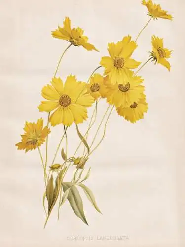 Coreopsis Lanceolata - Mädchenauge / Nordamerika North America / flowers Blumen flower Blume / botanical Bota