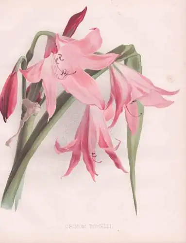 Crinum Powelli - Hakenlilien / flowers Blumen flower Blume / botanical Botanik Botany / Pflanze plant Pflanzen