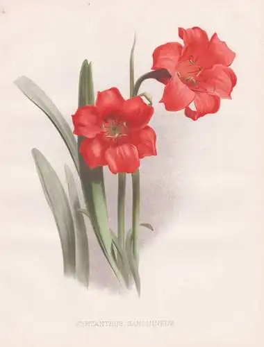 Cyrtanthus Sanguineus - Afrika Africa / flowers Blumen flower Blume / botanical Botanik Botany / Pflanze plant