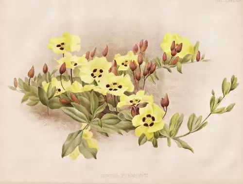 Cistus Formosus - Zistrose Halimium lasianthum Sonnenrose false sun-rose Wollfelsrose / Portugal / flowers Blu