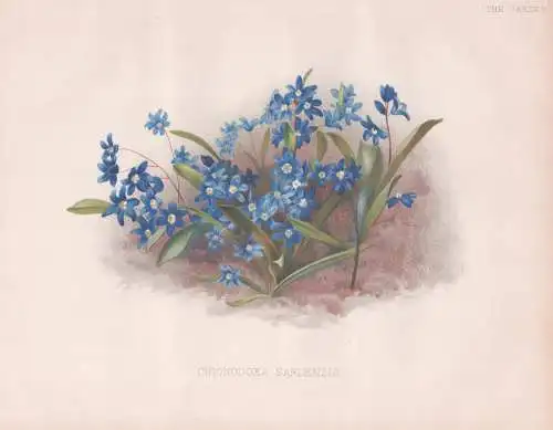 Chionodoxa sardensis - Asia Asien / Hyazinthe / flower Blume flowers Blumen / Pflanze Planzen plant plants / b