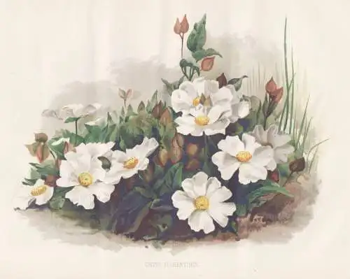 Cistus florentinus - Zistrose / flower Blume flowers Blumen / Pflanze Planzen plant plants / botanical Botanik