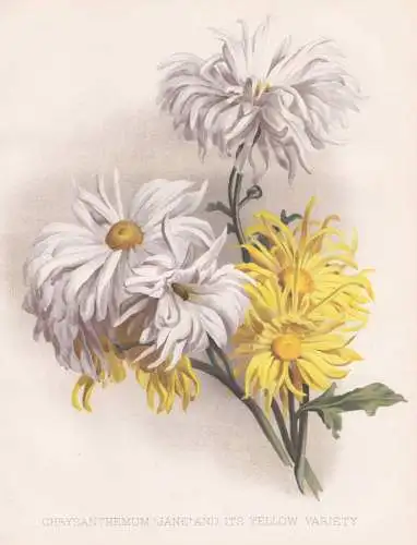Chrysanthemum 'Jane' and its yellow Variety - Chrysanthemen chrysanths / flowers Blumen flower Blume / botanic