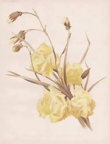 Carnation belle Halliday (border variety) - Nelke carnation clove pink / flower Blume flowers Blumen / Pflanze