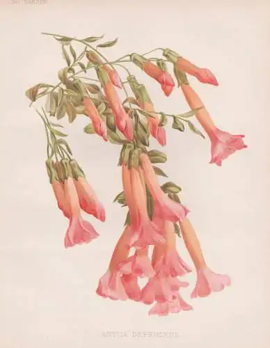 Cantua dependens - Cantua buxifolia Kantuta Qantuta Peruvian magic tree /  Peru Chile / flower Blume flowers B