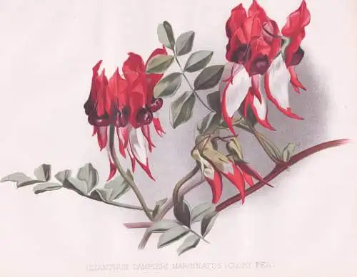 Clianthus Dampieri Marginatus (Glory Pea) - Wüstenerbse / Australia Australien / flowers Blumen flower Blume