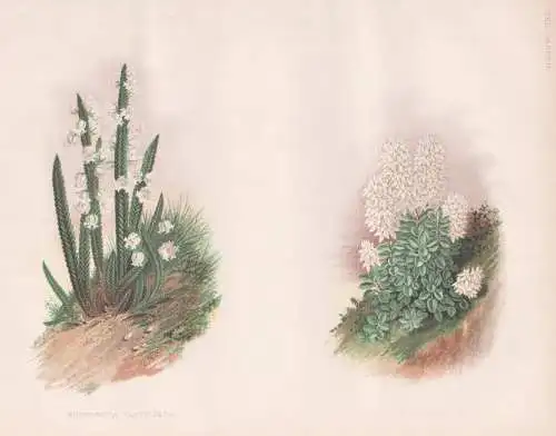 Andromeda fastigiata - Veronica pinguifolia - New Zealand Neuseeland / flower Blume flowers Blumen / Pflanze P