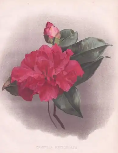Camellia Reticulata - Camellia Kamelie Kamelien / flower Blume flowers Blumen / Pflanze Planzen plant plants /