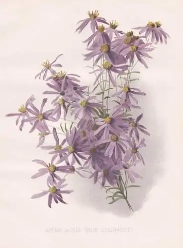 Aster Acris (Blue Starwort) - Astern / flowers Blumen flower Blume / botanical Botanik Botany / Pflanze plant