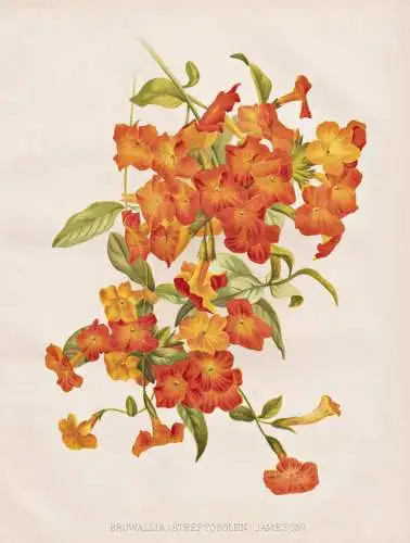 Browallia (Streptosolen) Jamesoni - marmalade bush / Colombia Peru Venezuela / flowers Blumen flower Blume / b