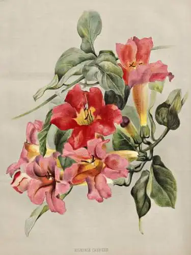 Bignonia Cherere - Klettertrompete trumpet vine / flowers Blumen flower Blume / botanical Botanik Botany / Pfl