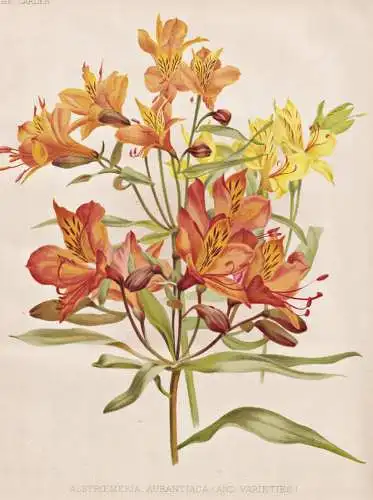 Alstroemeria Aurantiaca (and Varieties) - Inkalilien Peruvian lily / Mexico Australia Neuseeland New Zealand /