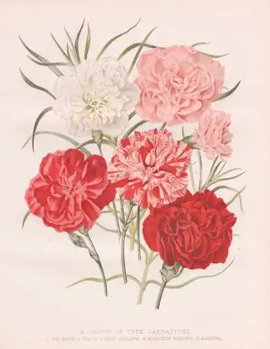 A Group of tree Carnations - Nelke carnation clove pink Nelken / flowers Blumen flower Blume / botanical Botan