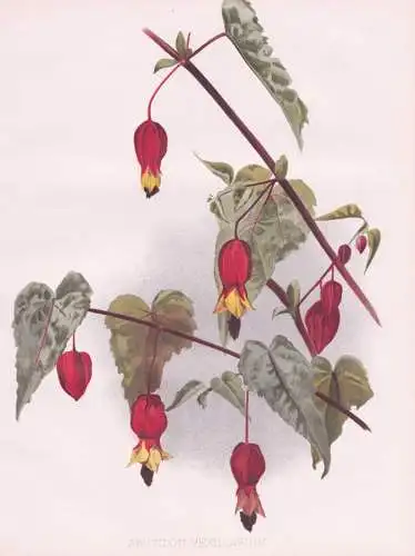 Abutilon Vexillarium - Malve mallow / Indien India / flowers Blumen flower Blume / botanical Botanik Botany /