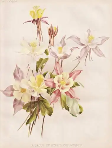 A Group of Hybrid Columbines - Aquilegia Akelei columbine Akeleien / flowers Blumen flower Blume / botanical B