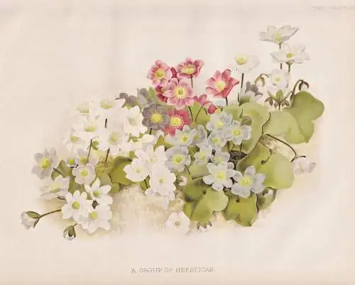A Group of Hepaticas - liverleaf liverwort Leberblümchen / flowers Blumen flower Blume / botanical Botanik Bo
