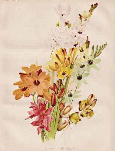 A Group of Ixias - Ixien corn lily Klebschwertel / flowers Blumen flower Blume / botanical Botanik Botany / Pf
