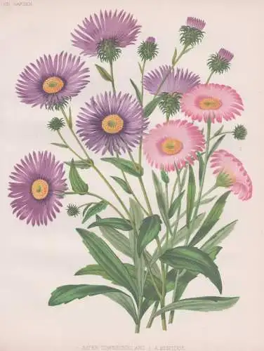 1. Aster Townsendii and 2. A. Hispidus - Astern Wildastern / flowers Blumen flower Blume / botanical Botanik B