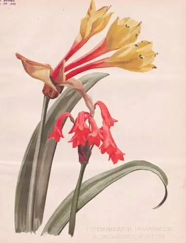 1. Stenomesson Incarnatum / 2. Cyrtanthus Huttoni - Colombia Peru Chile Ecuador / flowers Blumen flower Blume