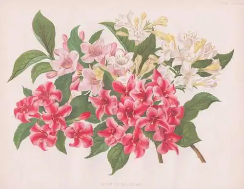 A Goup of Weigelas - Weigela Weigelien / Asia Asien / flowers Blumen flower Blume / botanical Botanik Botany /