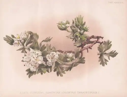 A late flowering Hawthorn (crataegus tanacetifolia) - tansy-leaved thorn Weißdorn / flower Blume flowers Blum
