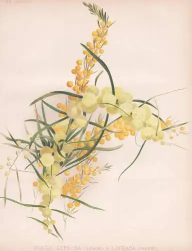Acacia leprosa (lemon) a. lineata (orange) - Zimtzweig cinnamon wattle / Tasmanien Australia Australien / flow