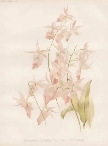 Barkeria lindleyana var. centerae - Guatemala Mexico Mexiko / Orchidee orchid / flower Blume flowers Blumen /