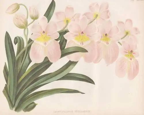 Odontoglossum Vexillarium - Orchidee orchid / flowers Blumen flower Blume / botanical Botanik Botany / Pflanze
