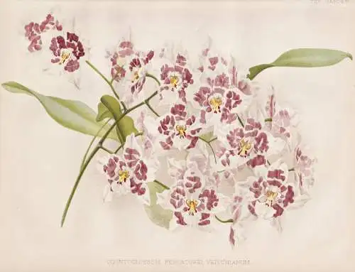 Odontoglossum Pescatorei Veitchianum - orchid orchids Orchidee / Colombia Kolumbien South America Amerika / Me
