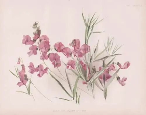 Orobus canescens - Vicia orobus Heide-Wicke wood bitter-vetch / flower Blume flowers Blumen / Pflanze Planzen