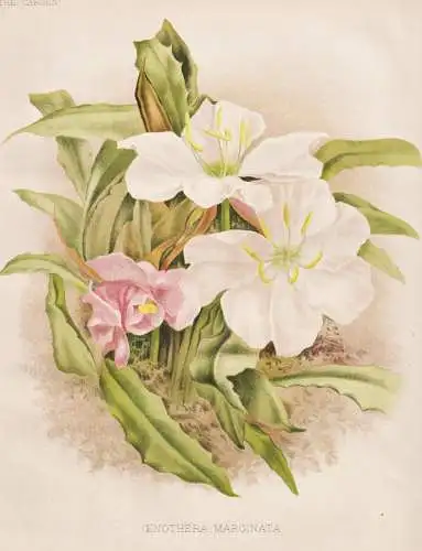 Oenothera Marginata - Nachtkerzen evening primrose / flowers Blumen flower Blume / botanical Botanik Botany /