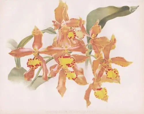 Odontoglossum Insleayi Splendens - orchid orchids Orchidee / flowers Blumen flower Blume / botanical Botanik B