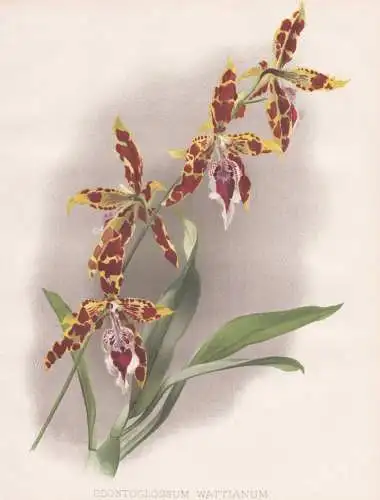 Odontoglossum Wattianum - Orchidee orchid / Südamerika South America / flower Blume flowers Blumen / Pflanze