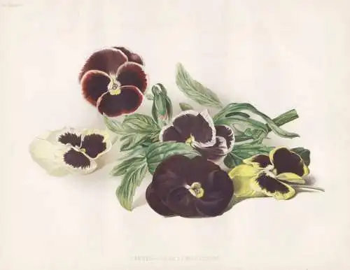 Pansies - Drawn by Mrs. Duffield - pansies Pensee pansy Stiefmütterchen / flower Blume flowers Blumen / Pflan