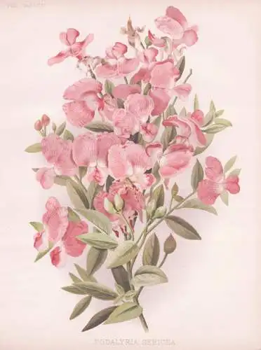 Podalyria sericea - South Africa Südafrika / flower Blume flowers Blumen / Pflanze Planzen plant plants / bot