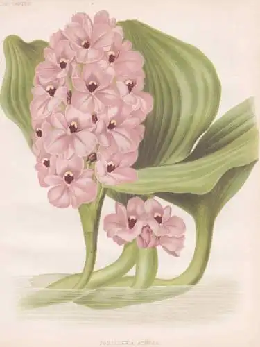Pontederia Azurea - Wasserhyazinthen water hyacinths Eichhornia / flowers Blumen flower Blume / botanical Bota
