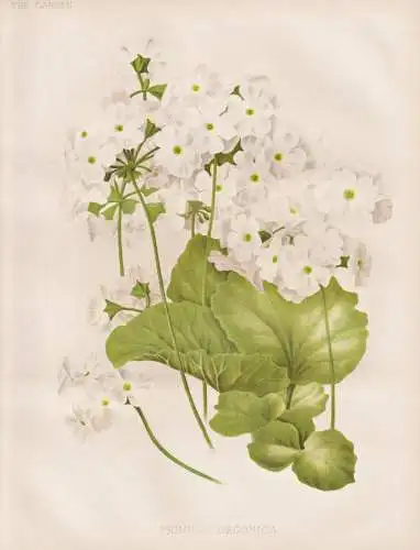 Primula Obconica - Primel primrose / China / flowers Blumen flower Blume / botanical Botanik Botany / Pflanze
