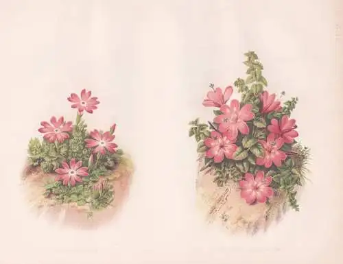 Primula Minima - Epilobium obcordatum - Primula Primel primrose / California Kalifornien / flower Blume flower