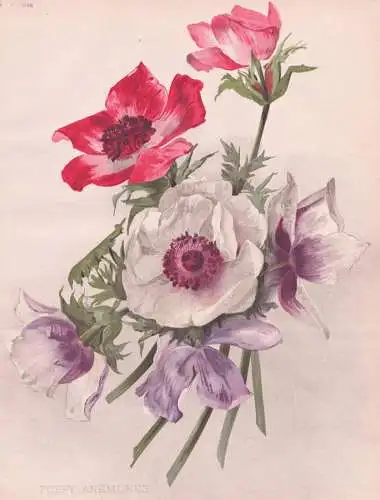 Poppy Anemones - Kronen-Anemone Spanish marigold / flowers Blumen flower Blume / botanical Botanik Botany / Pf