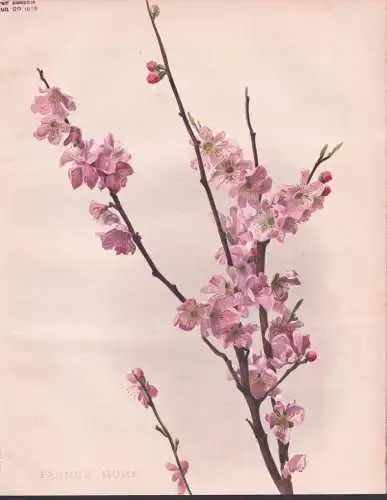 Prunus Mume - Ume Japanische Aprikose Chinese plum / China Japan / flowers Blumen flower Blume / botanical Bot